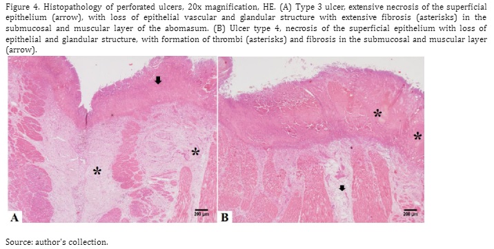 histopathology