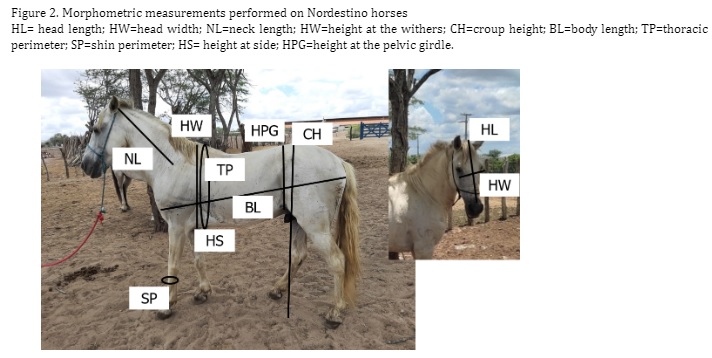 Figure 2. Morphometric measurements performed on Nordestino horses HL= head length; HW=head width; NL=neck length; HW=height at the withers; CH=croup height; BL=body length; TP=thoracic perimeter; SP=shin perimeter; HS= height at side; HPG=height at the pelvic girdle.