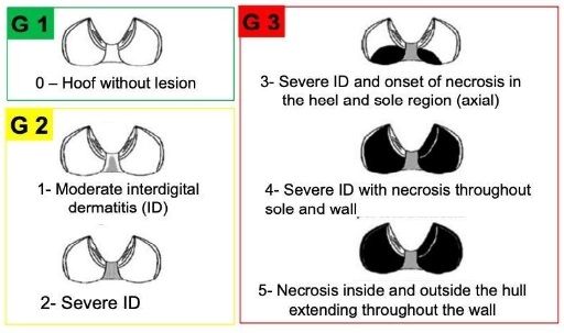 hoof without lesion